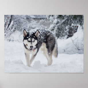 Póster Husky in the snow