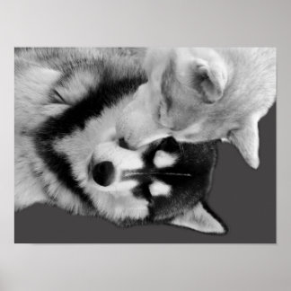 Póster Husky Love