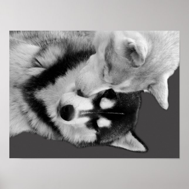 Póster Husky Love (Frente)