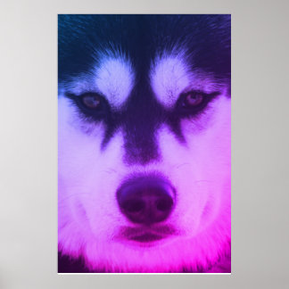 Póster Husky Poster