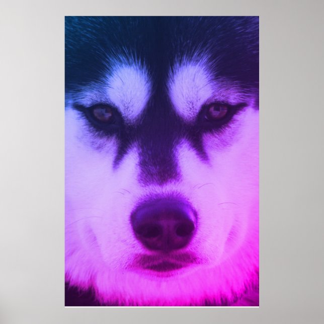 Póster Husky Poster (Frente)