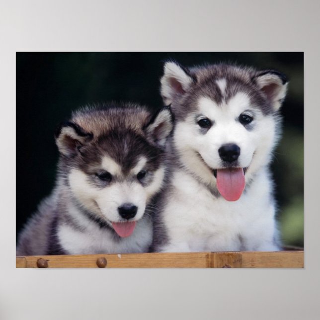 Póster Husky Puppy Poster (Frente)