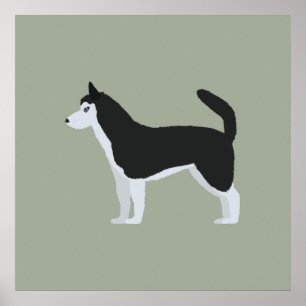 Póster Husky siberiano