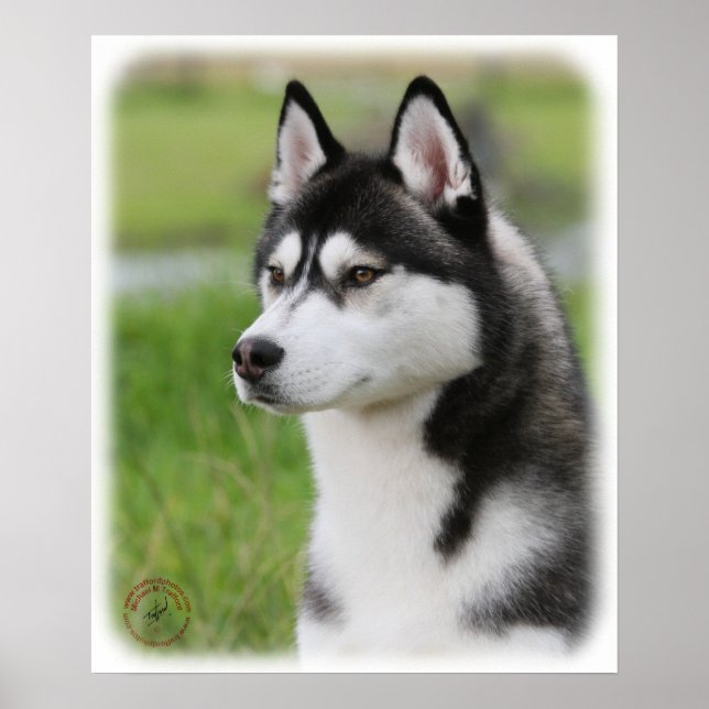 Póster Husky siberiano 9Y570D-006 (Frente)