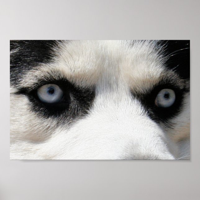 Póster Husky Siberiano Demon 3 (Frente)