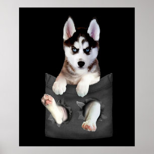 Póster Husky Siberiano En Pocket Puppy