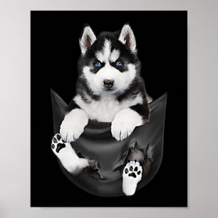 Póster Husky Siberiano En Pocket Puppy