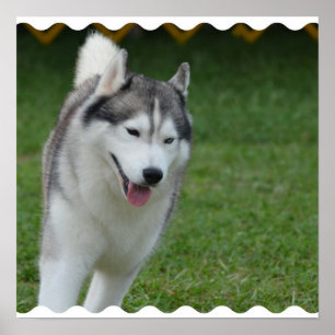 Póster Husky siberiano lindo