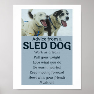 Póster Husky Sledding Carreras Perro congestionado Racers