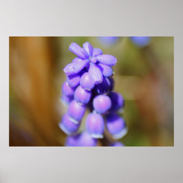Póster Hyacinth de uva