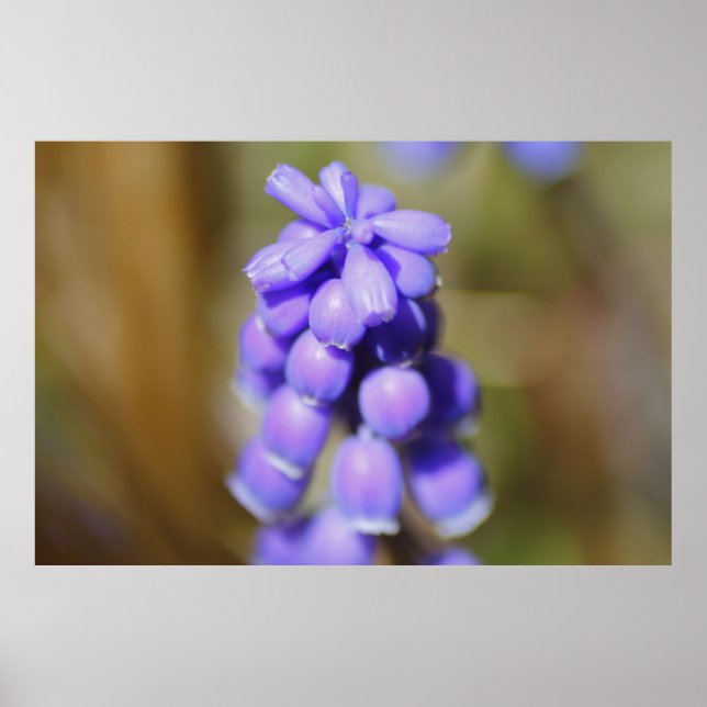 Póster Hyacinth de uva (Frente)