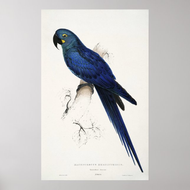 Póster Hyacinth Macaw Poster (Frente)