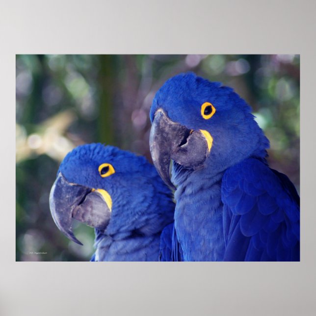 Póster Hyacinth Macaws (Frente)