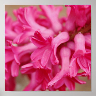 Póster Hyacinth Pink Canvas