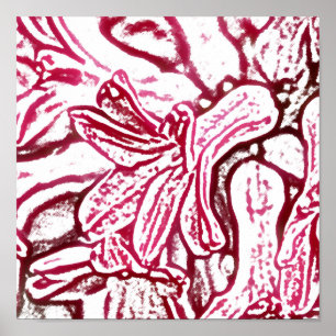 Póster Hyacinth Pink editado