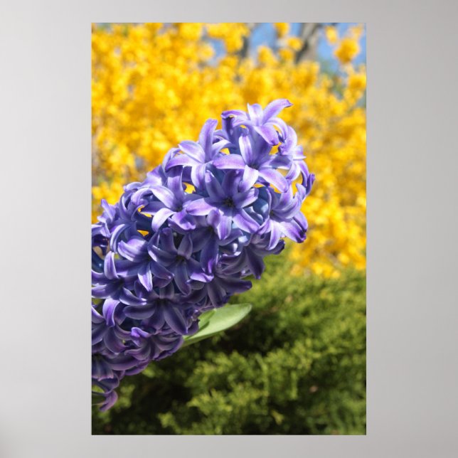 Póster Hyacinth y Forsythia (Frente)