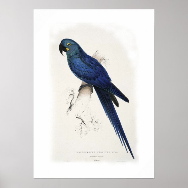 Póster Hyacinthine macaw (Frente)