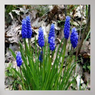 Póster Hyacinths de uva......