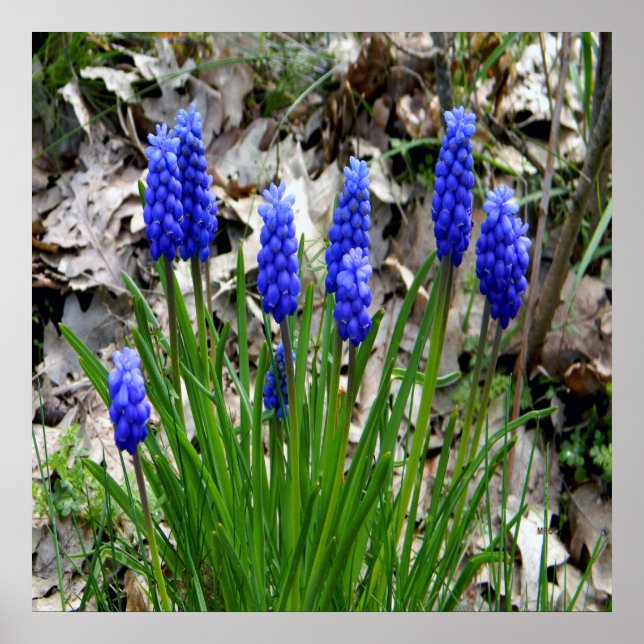 Póster Hyacinths de uva...... (Frente)