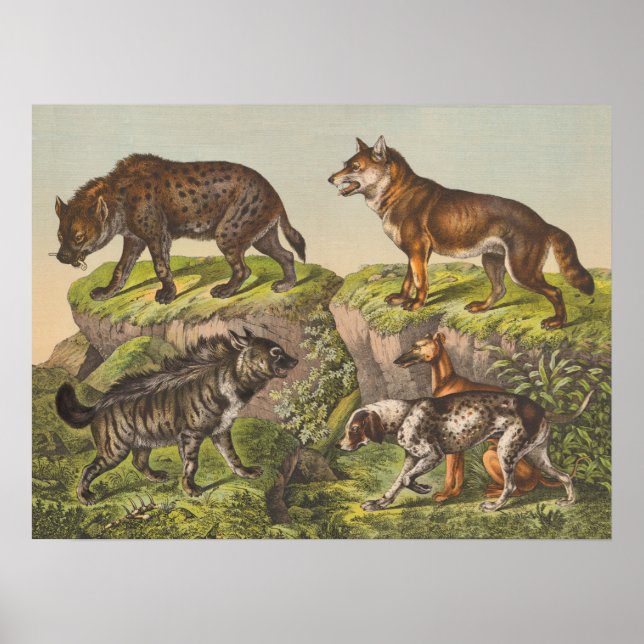 Póster Hyaena (Hyena), Wolf y Perros (Frente)