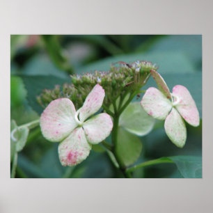 Póster Hydrangea