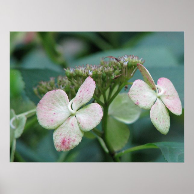 Póster Hydrangea (Frente)