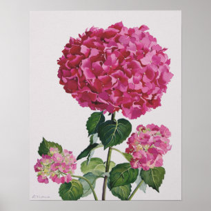 Póster Hydrangea