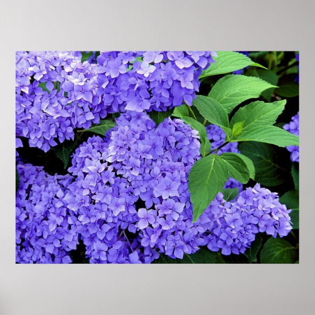 Póster Hydrangea (Frente)