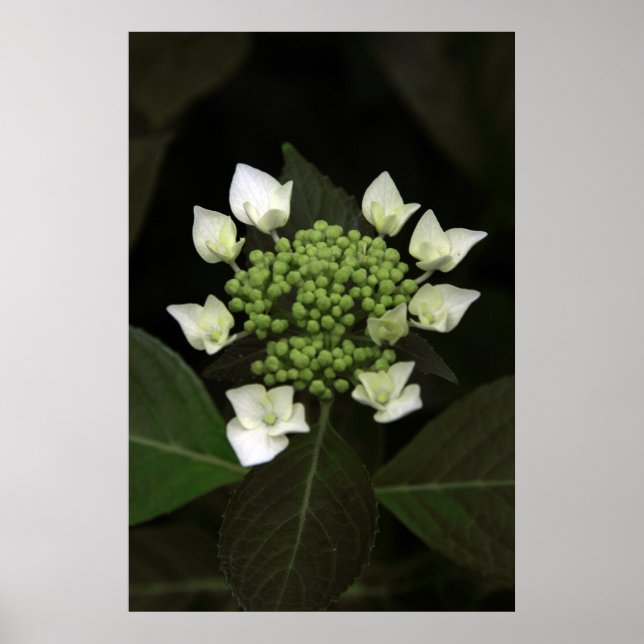 Póster Hydrangea (Frente)