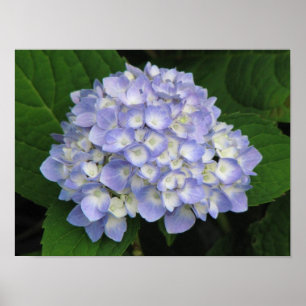 Póster Hydrangea