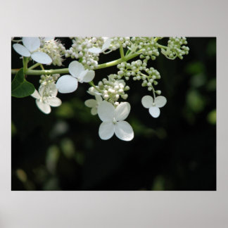 Póster Hydrangea