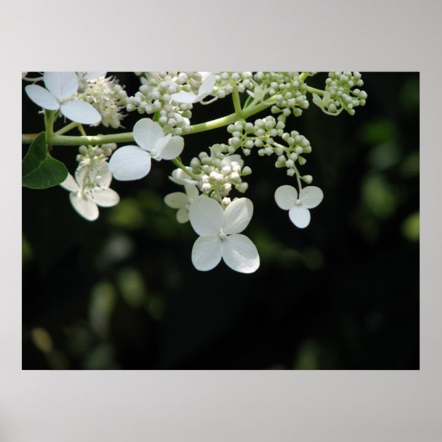 Póster Hydrangea (Frente)