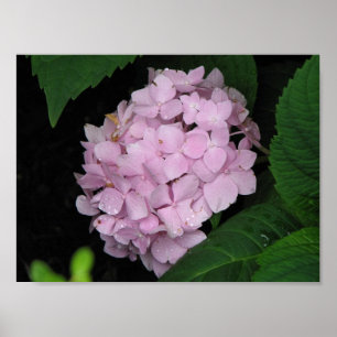 Póster Hydrangea