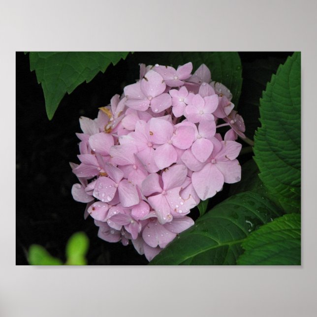 Póster Hydrangea (Frente)