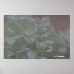 Póster Hydrangea 6