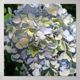 Póster Hydrangea azul