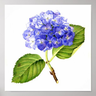 Póster Hydrangea azul