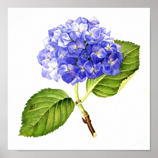 Póster Hydrangea azul (Frente)