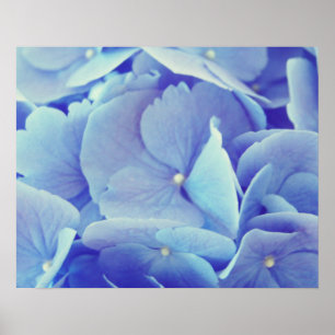 Póster Hydrangea azul