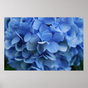 Póster Hydrangea azul