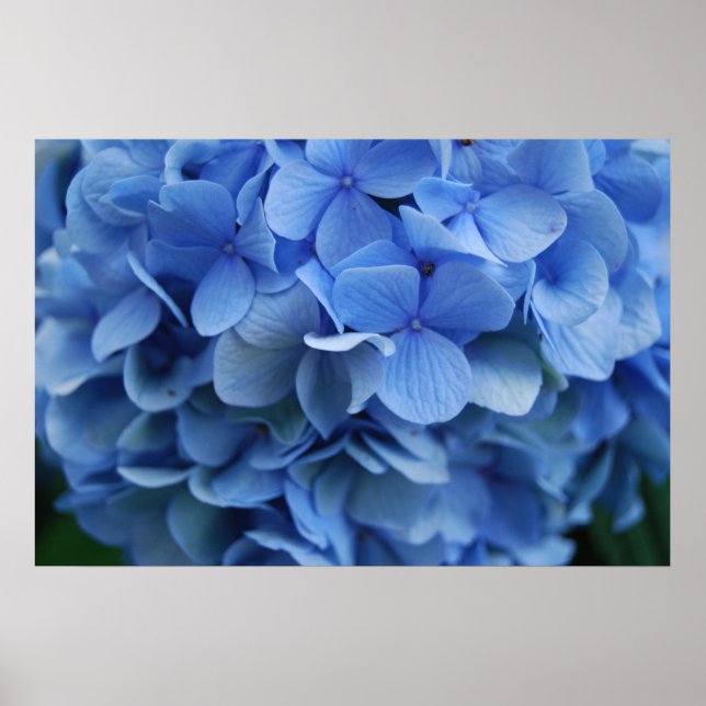 Póster Hydrangea azul (Frente)