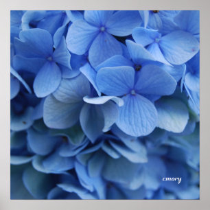 Póster Hydrangea azul