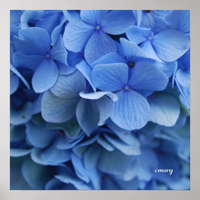 Póster Hydrangea azul (Frente)