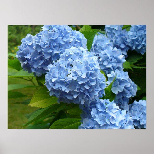 Póster Hydrangea azul (Frente)