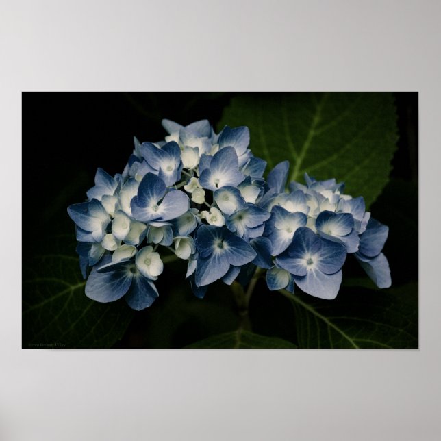 Póster Hydrangea Azul 8514 Imprimir (Frente)