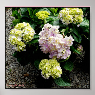 Póster Hydrangea Big Daddy