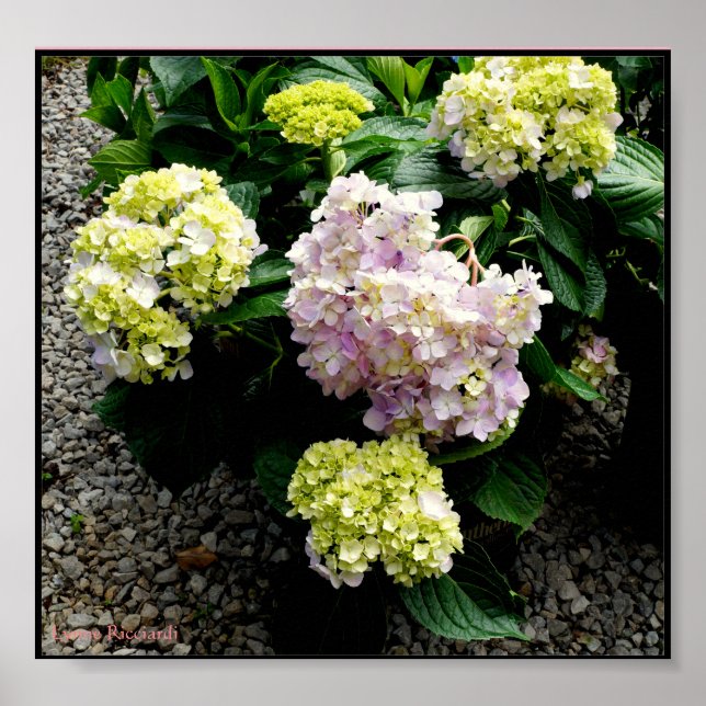 Póster Hydrangea Big Daddy (Frente)