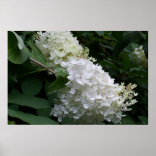 Póster Hydrangea blanca
