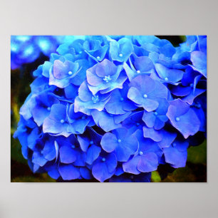 Póster Hydrangea Blues