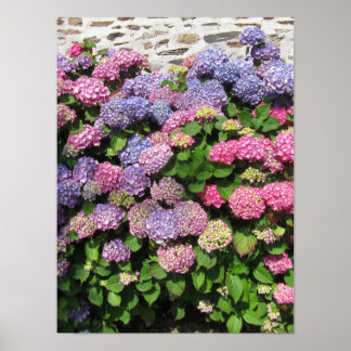 Póster Hydrangea bush